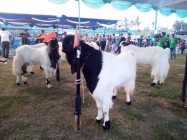 Lomba Kambing Perkanas Sleman 2019…
