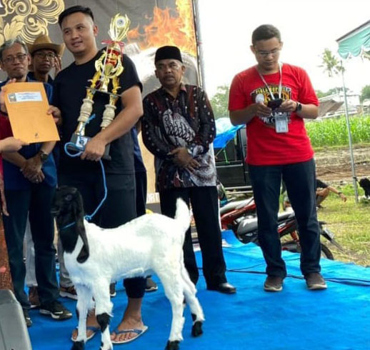PEMKAB SLEMAN GELAR KONTES KAMBING RAS KALIGESING DAN DOMBA LOKAL 