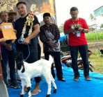 PEMKAB SLEMAN GELAR KONTES KAMBING…