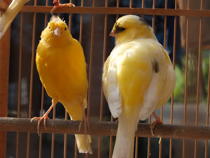 Berawal dari coba coba akhirnya membuahkan hasil "Apa tuh ternak burung kenari !