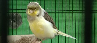 Breeding Burung Kenari Di Masa…
