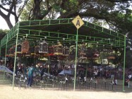 Anis merah kini mulai bangkit di…