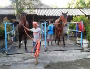 Pacukan Kuda Bupati Bantul Cup…