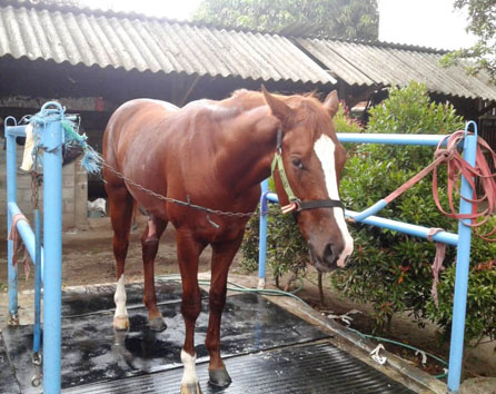 MERAWAT KUDA PACU HARUS PERHATIKAN NALURI HEWANYA