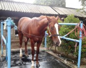 MERAWAT KUDA PACU HARUS PERHATIKAN…