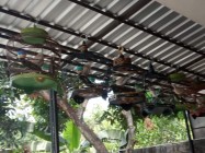 Ternyata Burung derkuku dan perkutut…