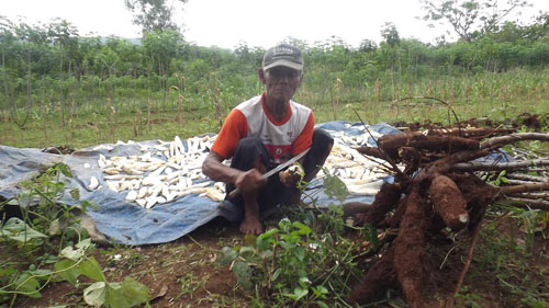 Bisa Panen Singkong  Petani Gunungkidul Tersenyum