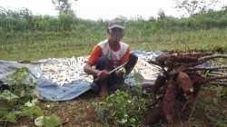 Bisa Panen Singkong Petani Gunungkidul…
