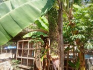 Pisang tundun seribu menjulur ke…