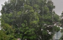 Pohon ini bergoyang di terpa angin…