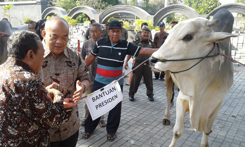 Idul Adha 1438 H Pemda DIY Dapat Bantuan Sapi Qurban Dari Presiden RI 
