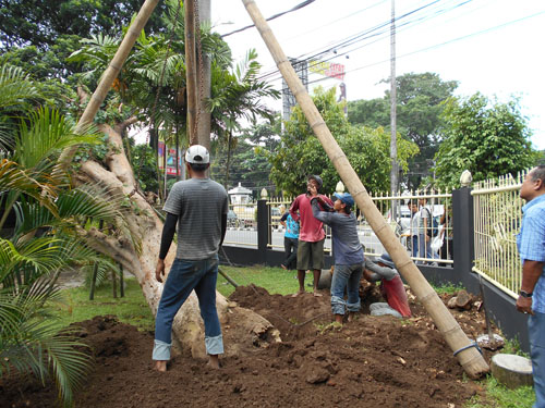Koh Hwat Sumbang Pohon Langka Di Almameternya