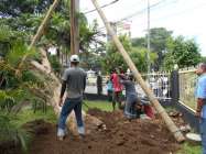 Koh Hwat Sumbang Pohon Langka Di…