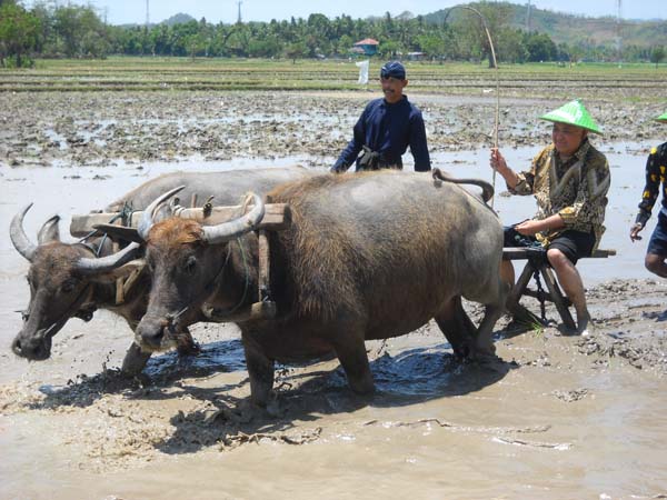 Din Syamsudin Naiki Luku di sawah 