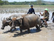 Din Syamsudin Naiki Luku di sawah…