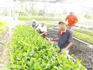 Tambal Sulam Proyek Pembibitan…