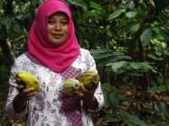 Buah Coklat Menguntung Rakyat 'Ibu…