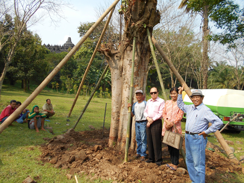 Fu Qing Sumbang Pohon Bodhi Ke Candi Borobudur