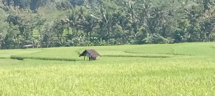 Sawah menghijau nan cantik enak…