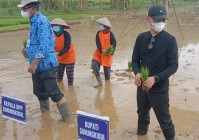 Bupati Gunungkidul Panen Raya Di…