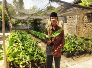 Usaha Pembibitan Pisang Di Masa…