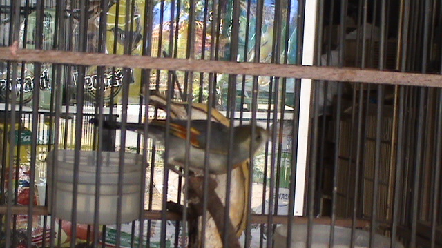 Burung Robin Sebagai Burung  Penghiias 