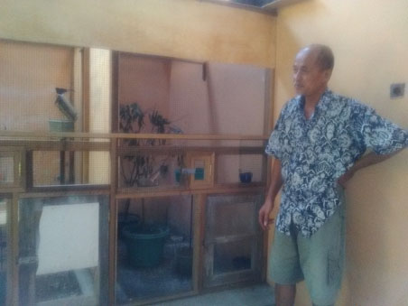 Pak Lurah Sidomulyo Bambanglipuro Bantul Sukses Beeding Murai Batu