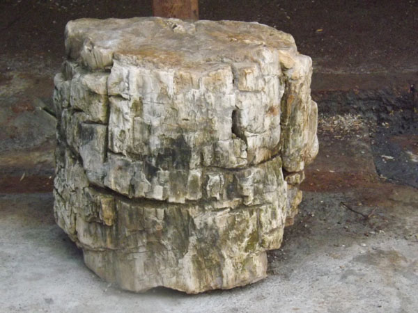 Di Temukan Fosil Kayu Jati   Zaman Purba "