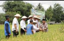 PANEN PADI SEHAT DAN GERAKAN PEMASSALAN…