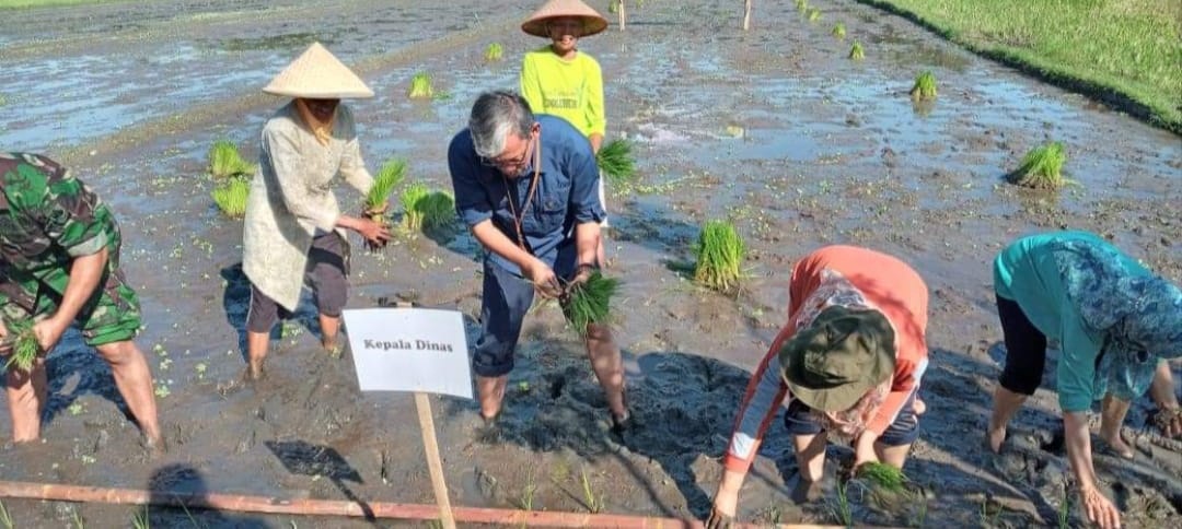 Kepala Dinas Pertanian Mendorong Petani Lakukan Gerakan Percepatan Tanam Padi