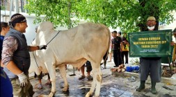 GUBERNUR DIY BANTU HEWAN KORBAN…