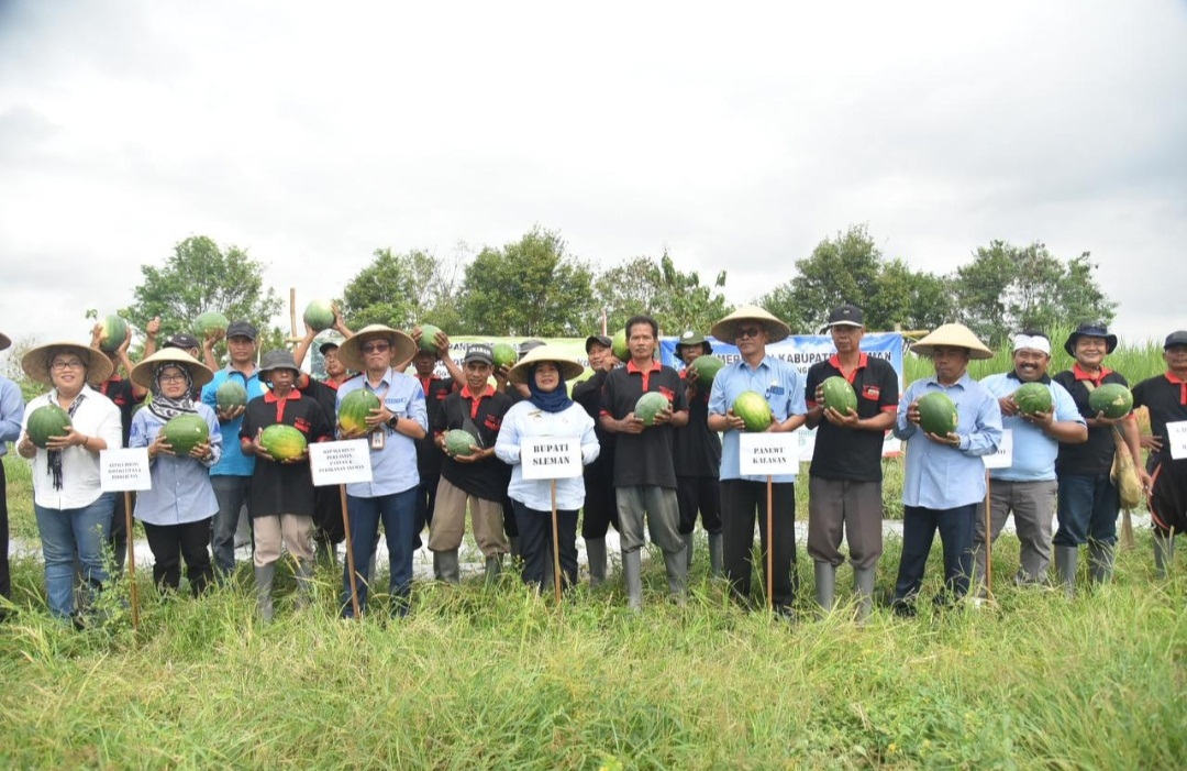 PEMKAB SLEMAN DUKUNG PENGEMBANGAN BUDIDAYA SEMANGKA