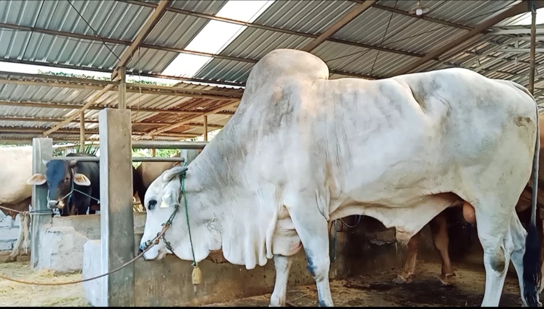Sapi Trah Peranakan Ongole  Dilirik  Untuk  Hewan Qurban Istana