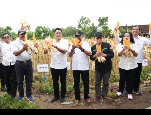 Panen Jagung Kelompok Tani Ngudi Rejeki Pemerintah Dukung Tingkatkan Produktivitas