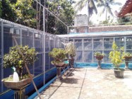 Usaha Peternakan Burung Perkutut…