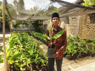 Tips merawat bibit pisang hingga…