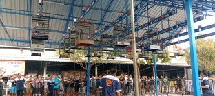 Burung Jawara Murai Batu Berkualitas…