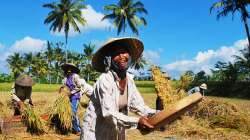 Bulog Gunungkidul Beli Gabah Milik…