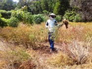 Petani cabe di Pesisir pantai selatan…