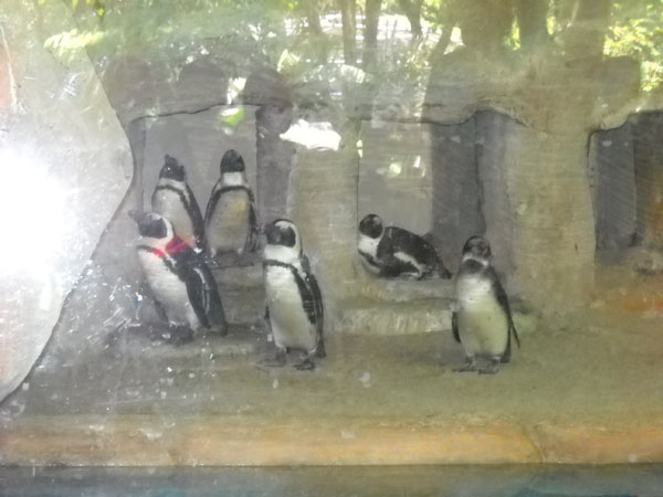 Pengunjung Gembira Loka “Serbu” Adanya Penguin