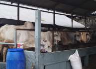 Stok Hewan Kurban di Sleman Melimpah,…