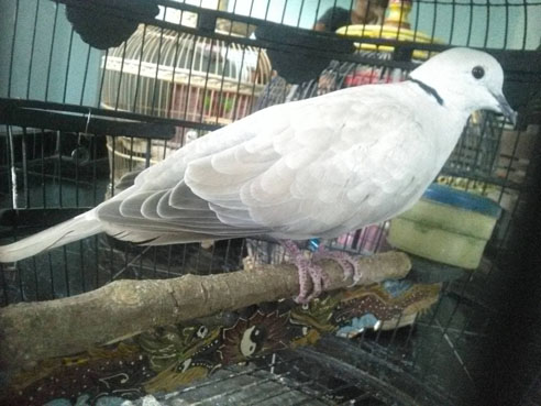 Orang Jawa Suka Memelihara Burung Puter 'Kenapa Ya "