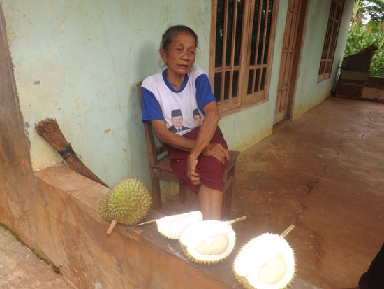 mbah harso panen durian 
