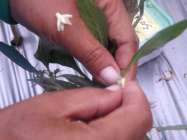 Petani kawinkan cabe hijau agar…