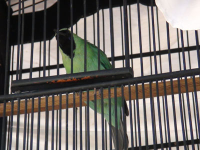 Burung cucak hijau diburu untuk lomba Tetapi dibreeding manusia masih sulit