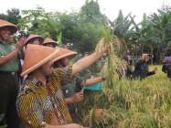 Wakil Walikota Jogja Panen Raya…