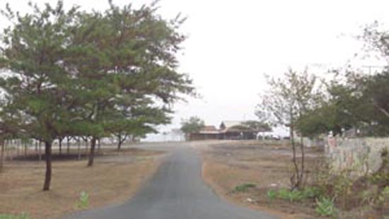 Pohon Cemara cocok di pantai selatan 