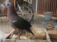 Burung Derkuku Warna Banyak Di…