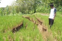 TANAH TEGALAN MUNCUL GUNDUKAN,…