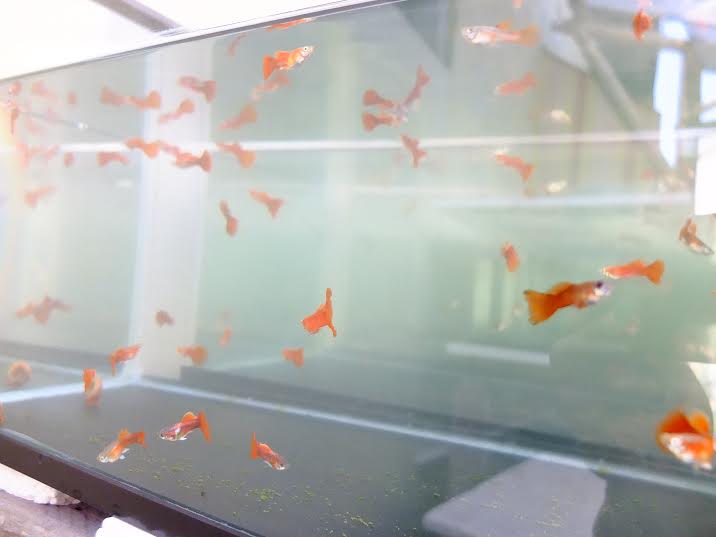 DICKY HAN LIANG DAN IKAN IKAN HIAS GUPPY DAN SWORDTAIL